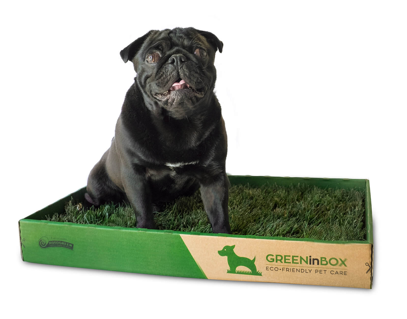 GreenInBox - La zolla di Vero Prato per tutti gli Animali di Casa